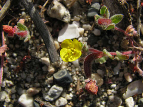 Image of Lewis' evening primrose