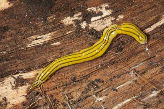 Image of Planaria