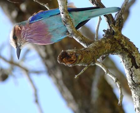 Image of Lilac-breasted Roller