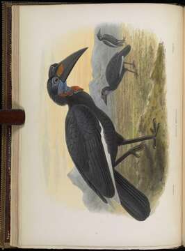 Image of Ground Hornbill
