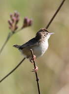 Image of Fan-tailed Cisticola