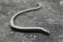 Image of Colubrine or yellow-lipped sea krait