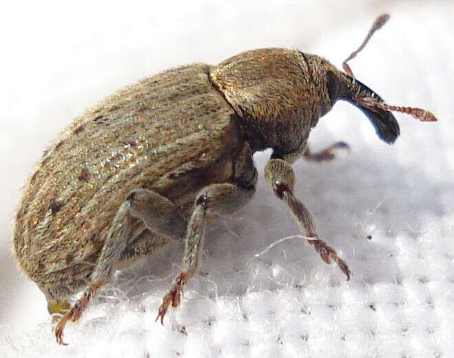 Image of Weevil