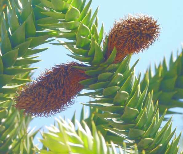 Plancia ëd Araucaria araucana (Molina) K. Koch