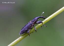 Слика од Lixus fasciculatus Boheman 1836