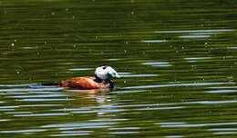 Image of White-headed Duck