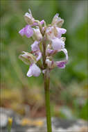 Image of Green-winged Orchid