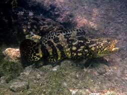 Слика од Epinephelus itajara (Lichtenstein 1822)