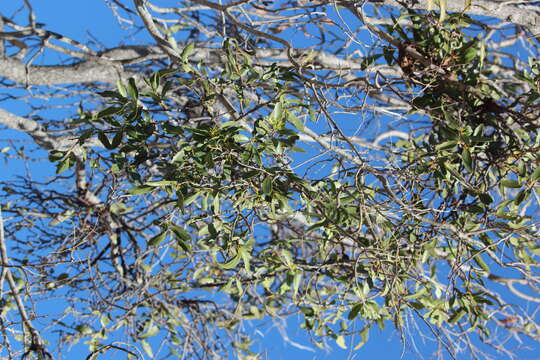 Слика од Dendrophthoe glabrescens (Blakely) Barlow
