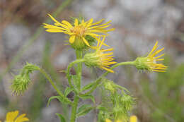 Image of scrubland goldenaster