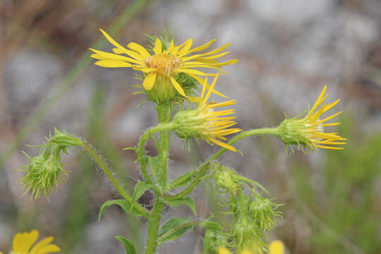 Image of scrubland goldenaster