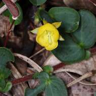 Image of roundleaf sensitive pea