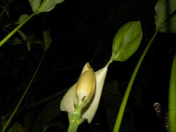 Image of Cyclanthus