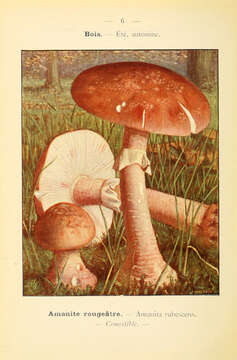 Image of Amanita rubescens Pers. 1797