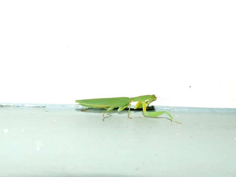 Image of praying mantises