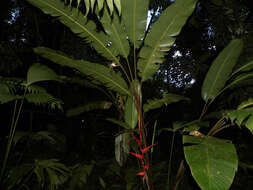 Image of Heliconia trichocarpa G. S. Daniels & F. G. Stiles