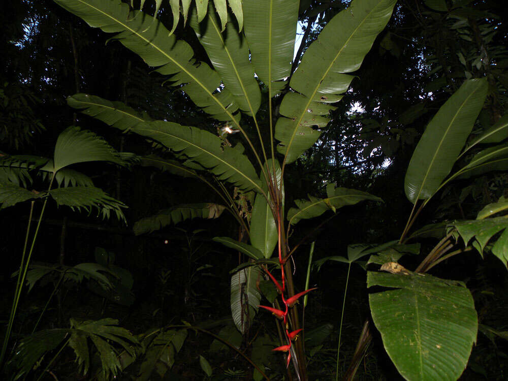 Image of Heliconia trichocarpa G. S. Daniels & F. G. Stiles