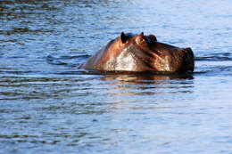 Image of Common Hippopotamus