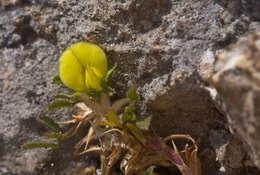 Image of restharrow