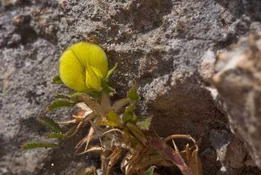 芒柄花屬的圖片