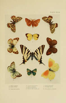 Image of Zerynthia rumina (Linnaeus 1758)