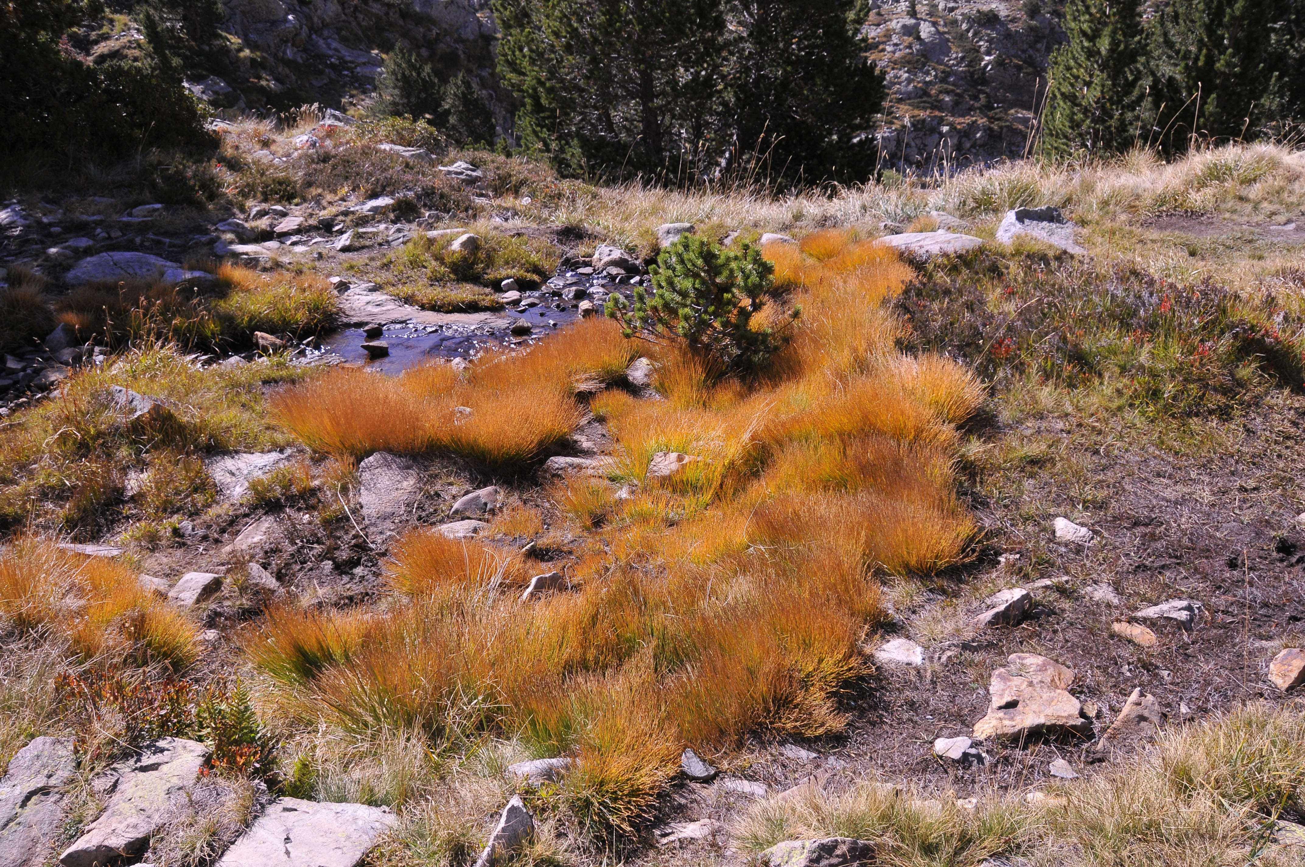 Image of Mountain Pine
