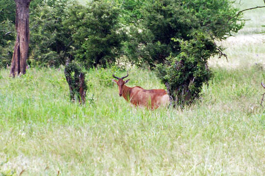 Image of Coke's Hartebeest