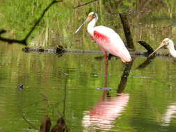 Image of Roseate Spoonbill