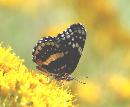 Image of Bordered Patch