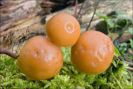 Image of Galerina marginata (Batsch) Kühner 1935