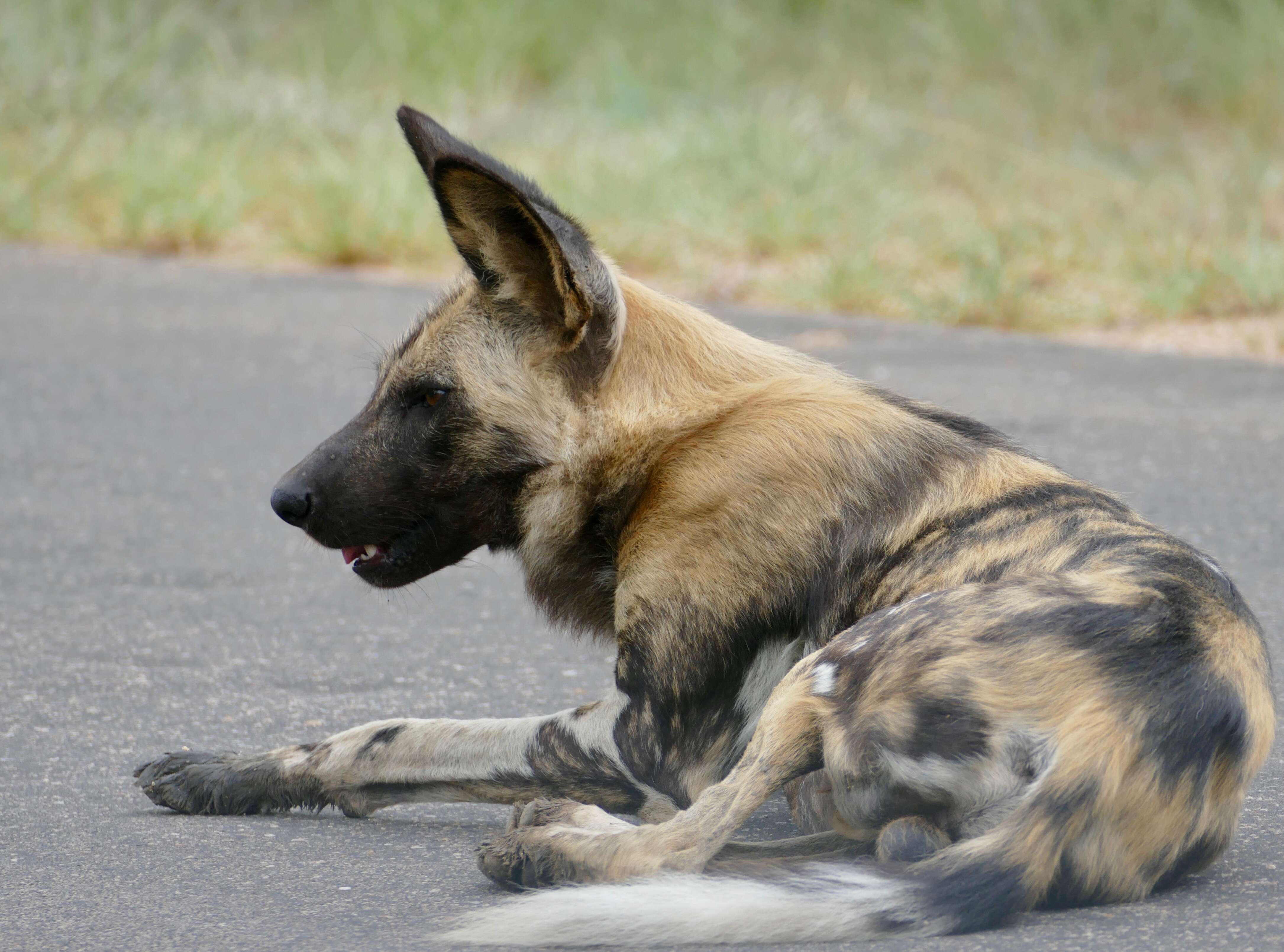 Imagem de Cão-caçador-africano