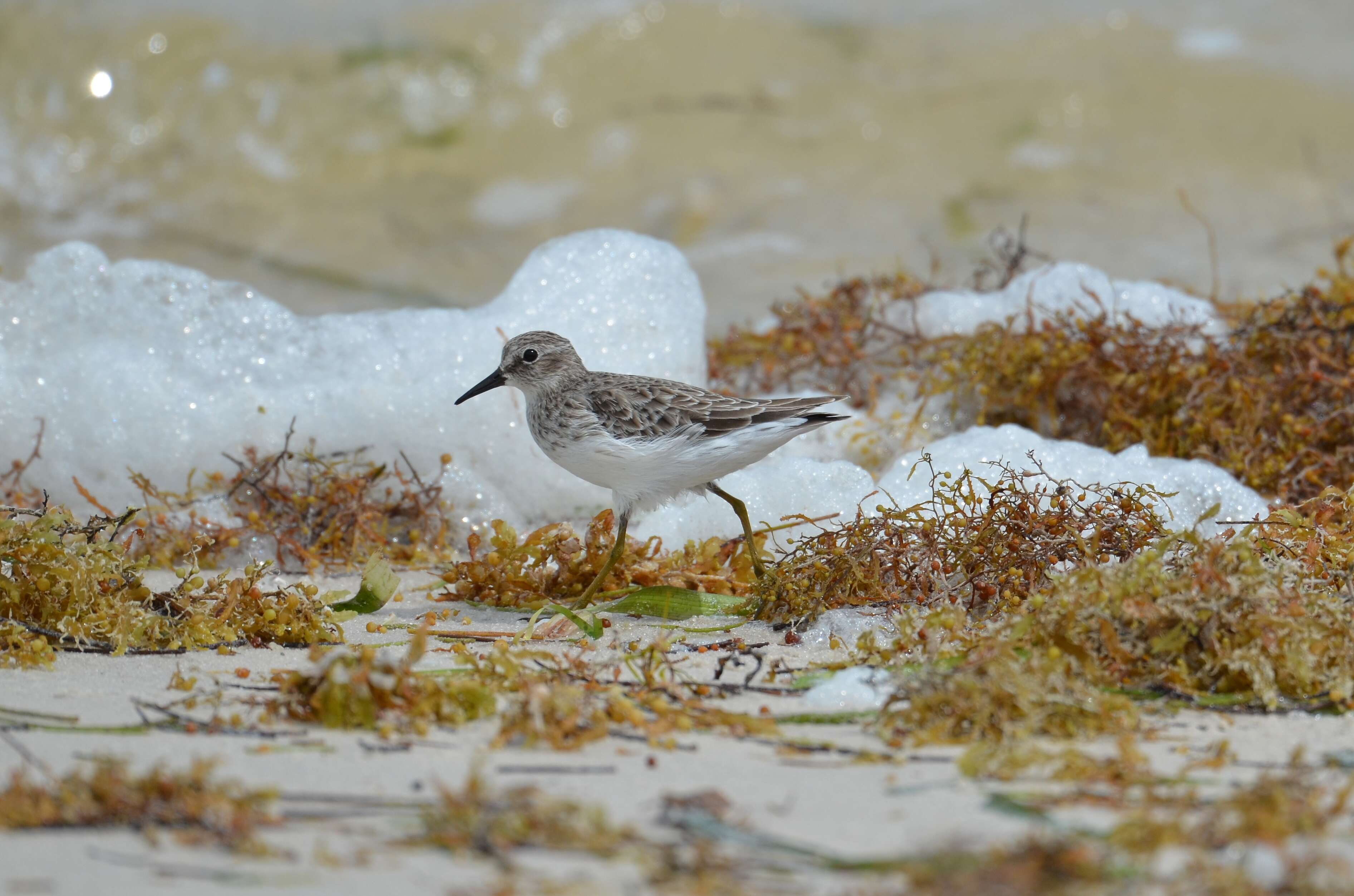 Image of Calidris Merrem 1804