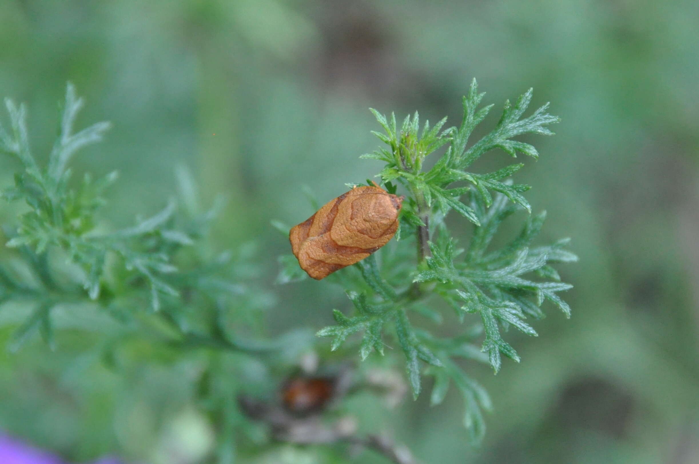 Image of Spotted Fireworm Moth