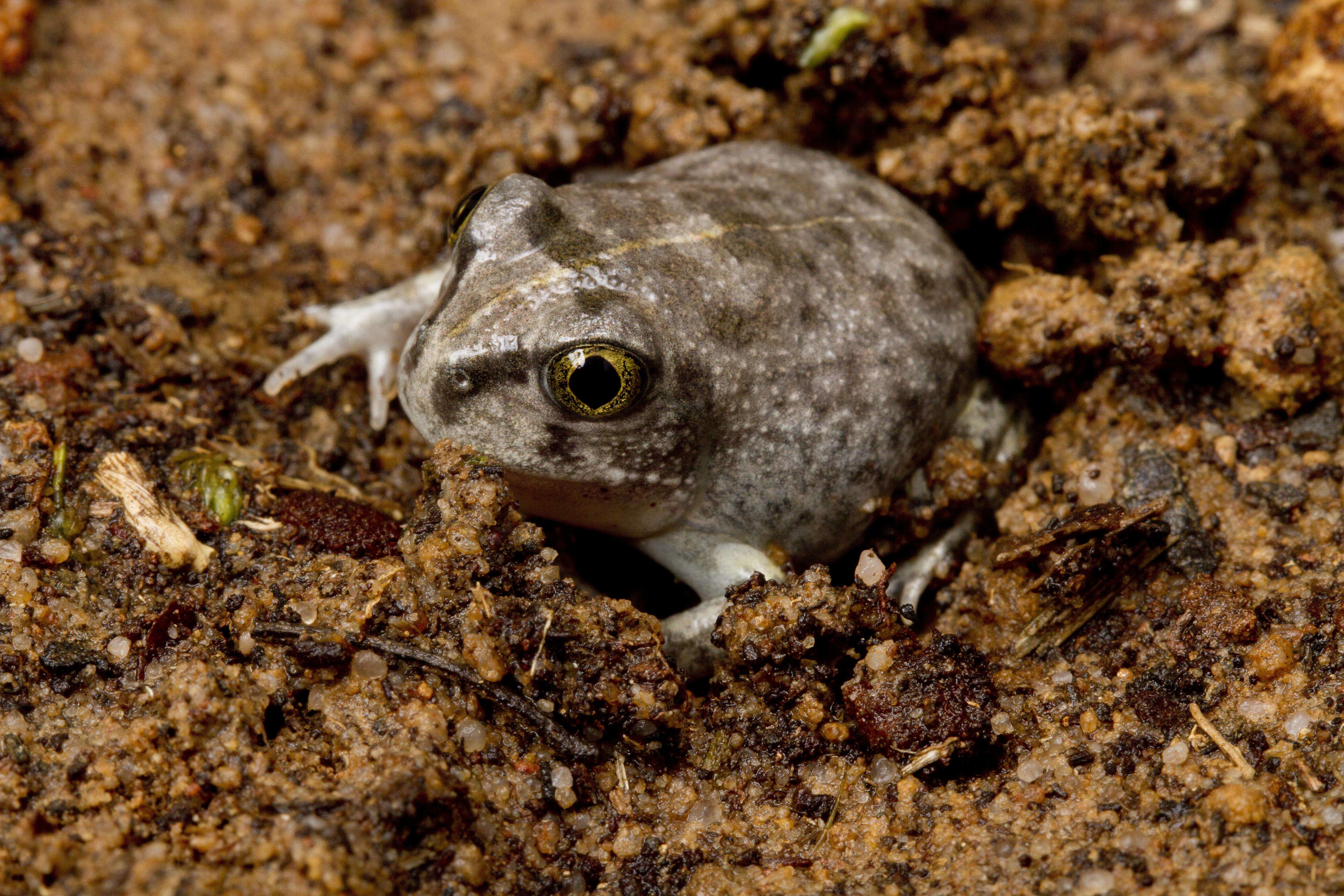 Image de Neobatrachus Peters 1863