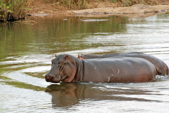 Image of Common Hippopotamus