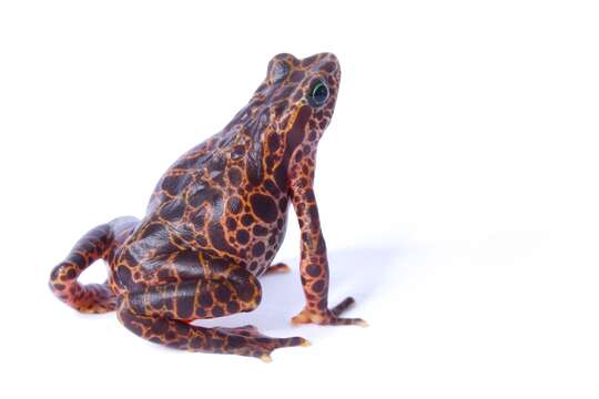 Image of harlequin frogs