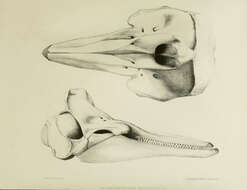 Image of Lagenorhynchus Gray 1846