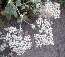 Image of St. Catherine's lace