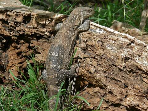 Image of Lace Monitor