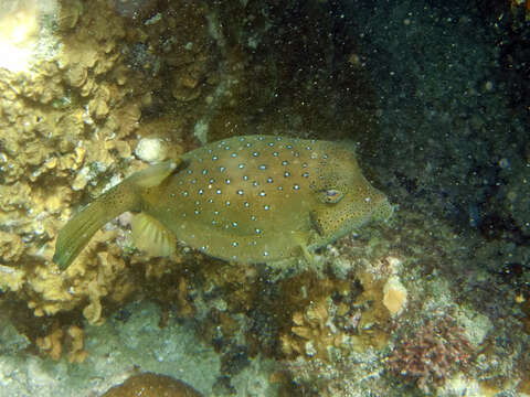 Image of Yellow boxfish