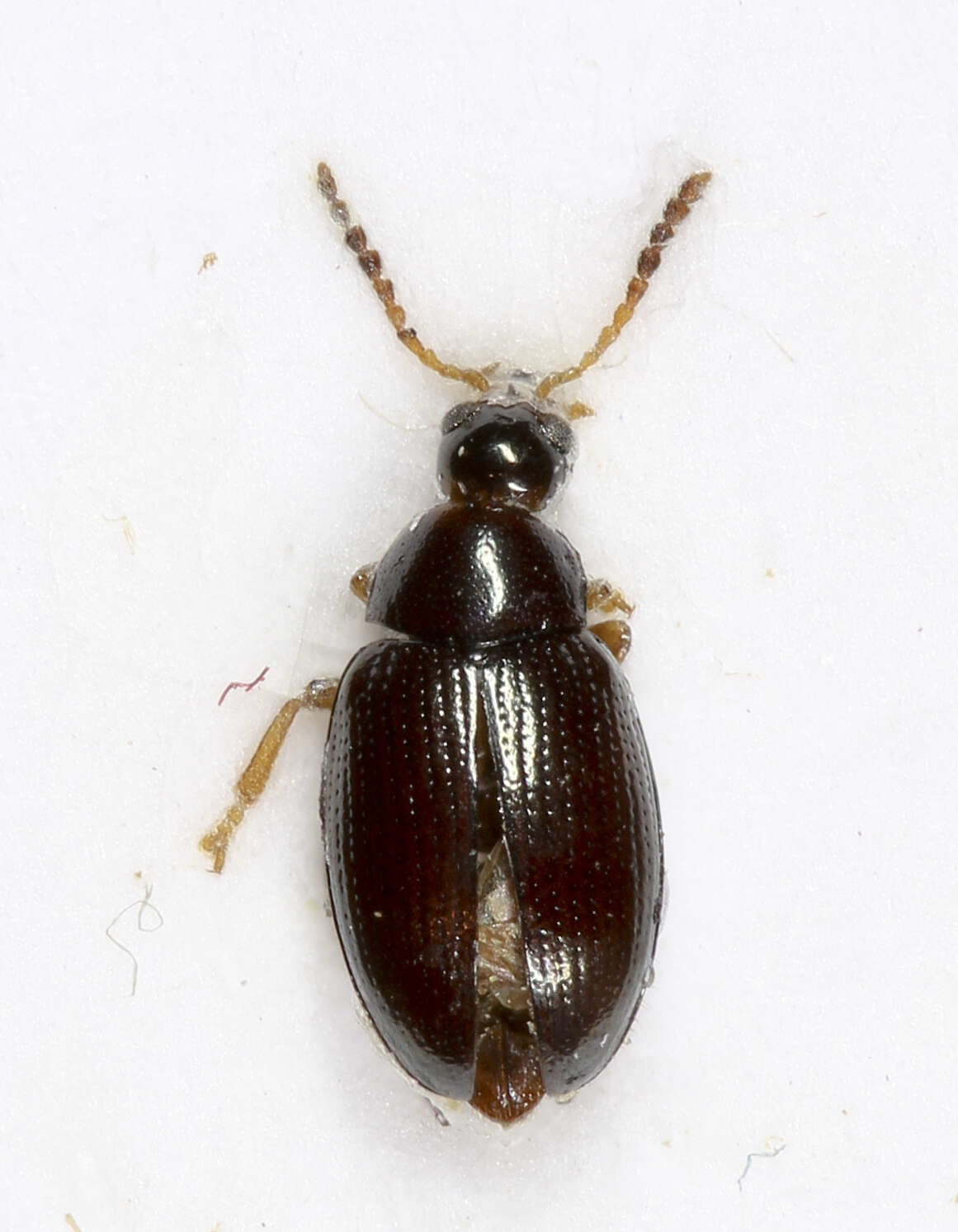 Image of <i>Psylliodes chalcomera</i>