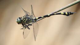 Image of Ictinogomphus Cowley 1934