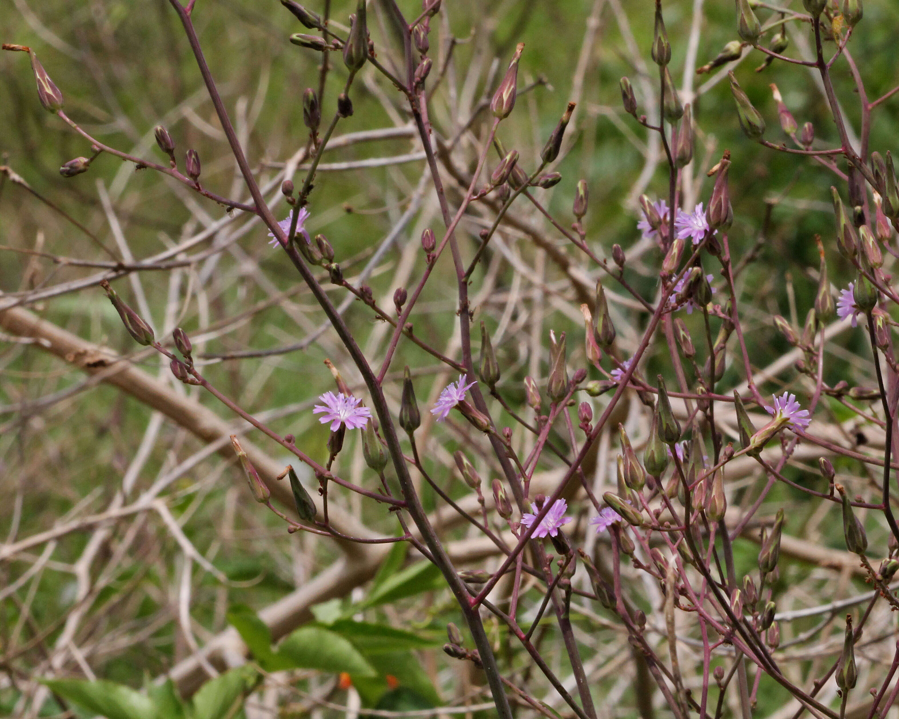 صورة Lactuca graminifolia Michx.