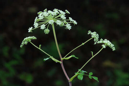 Image of angelica