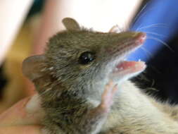 صورة Antechinus swainsonii (Waterhouse 1840)