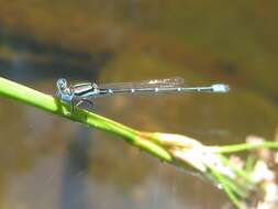 Image of Austroagrion watsoni Lieftinck 1982