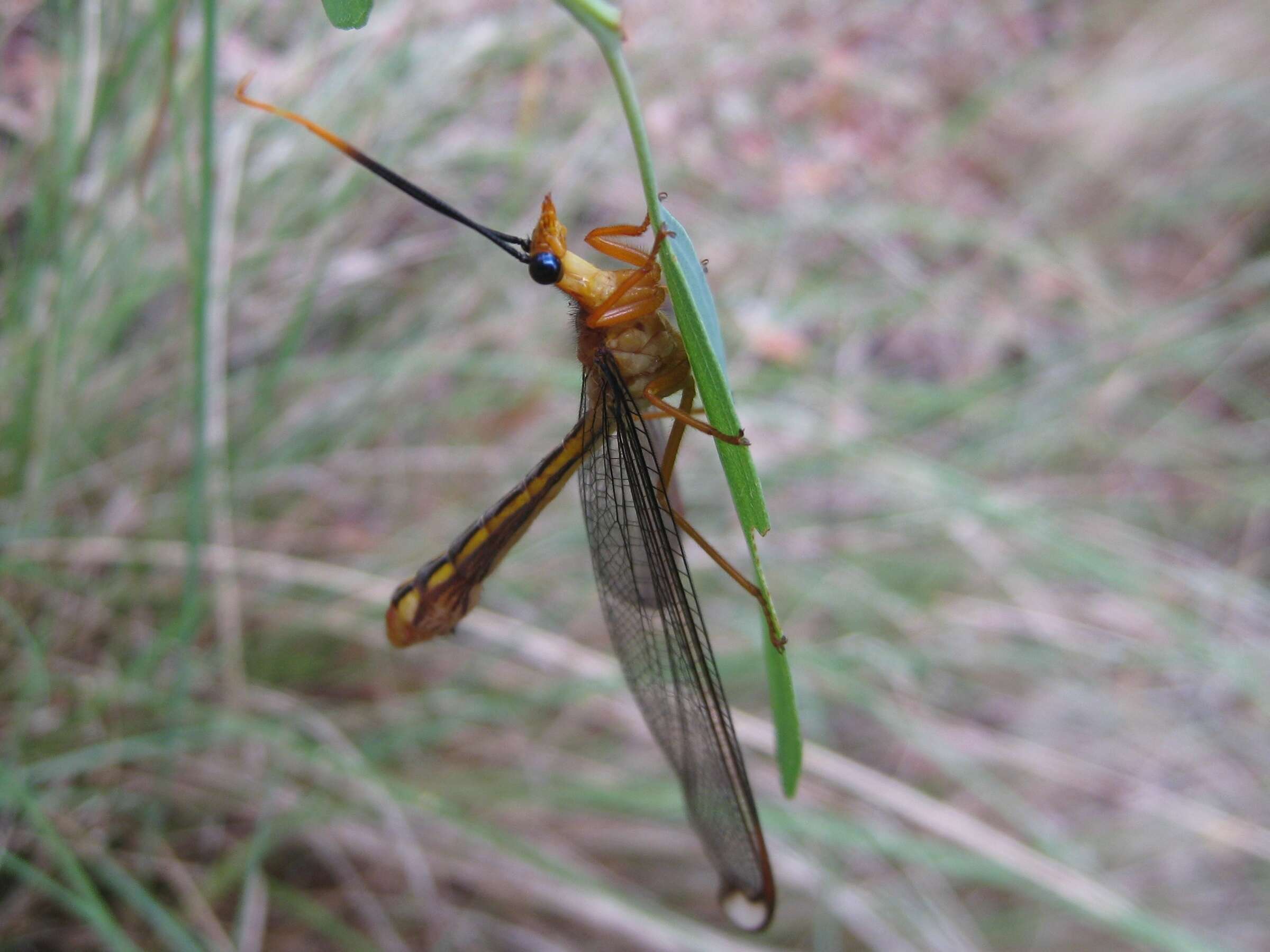 Image of Nymphes myrmeleonoides Leach 1814