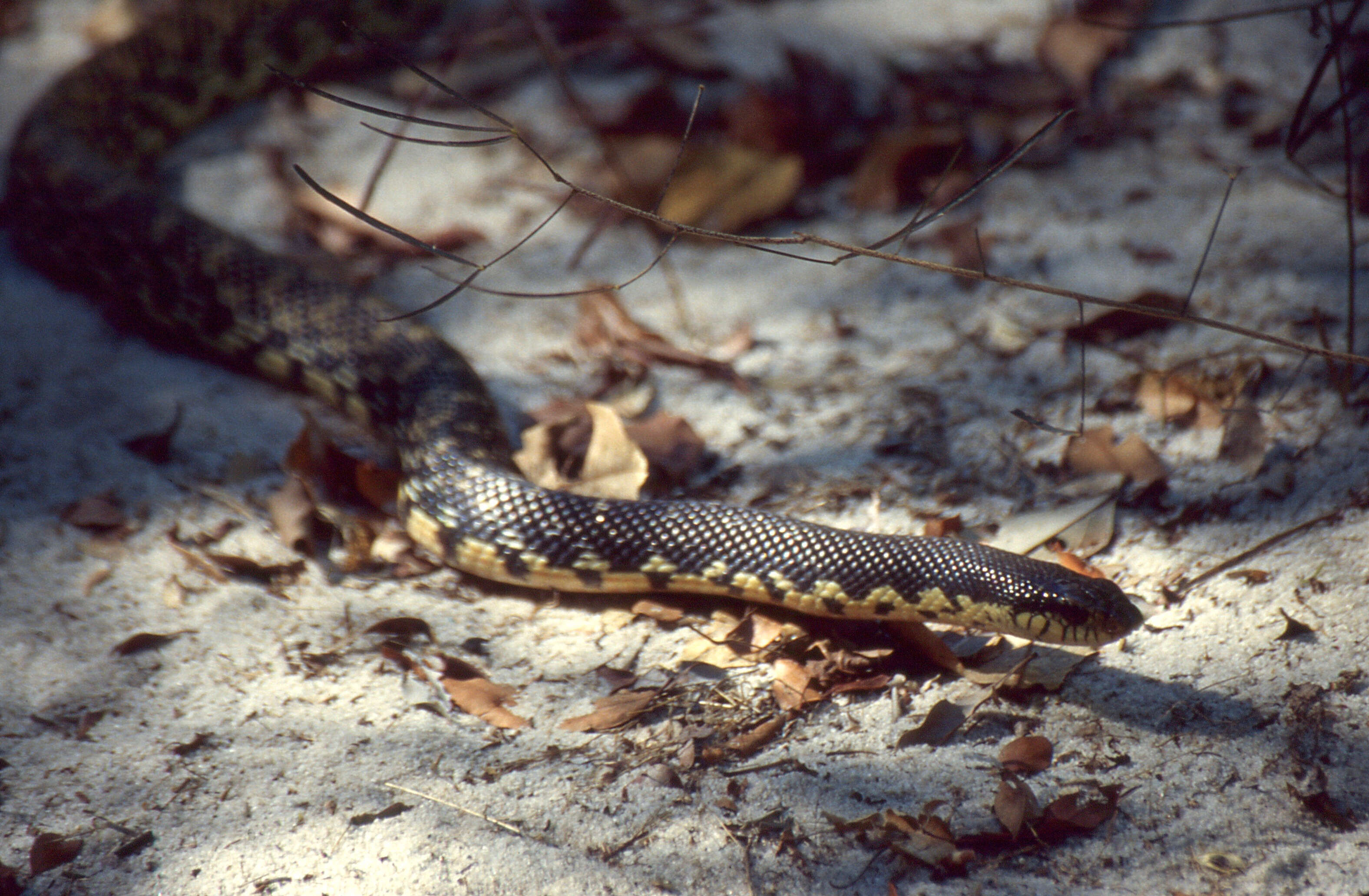 Image of Malagasy Giant Hognose Snake