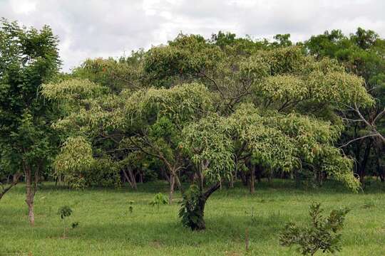 Image of Croton urucurana Baill.