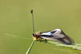 Image of Owly sulphur